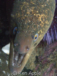 Juvienile moray, back side of Santa Cruz Isl. CA.Channel ... by Ken Apple 